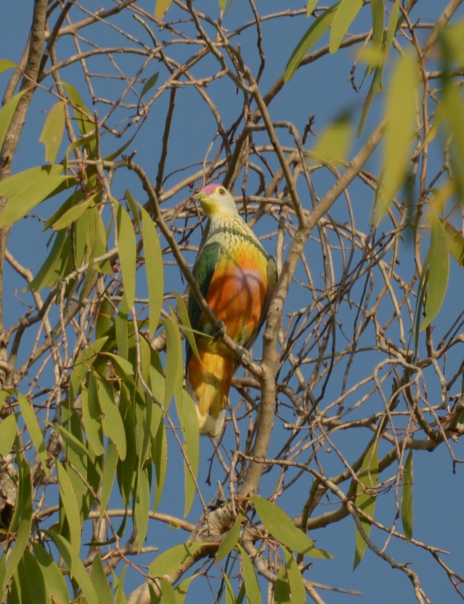 Rose-crowned Fruit-Dove - Ron Sawyer