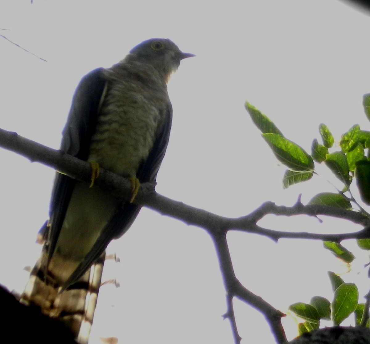 Common Hawk-Cuckoo - ML115448351