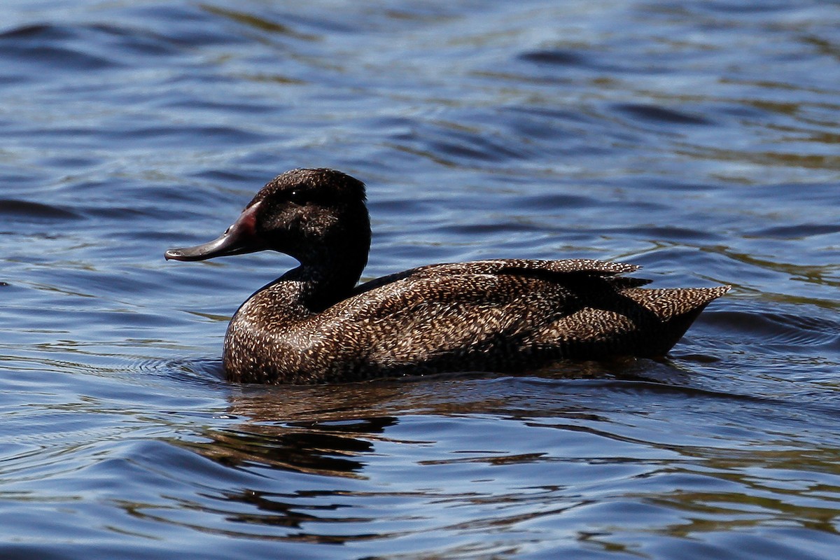 Freckled Duck - ML115451871