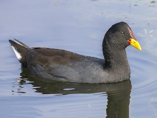 Red-fronted Coot - Fulica rufifrons - Birds of the World