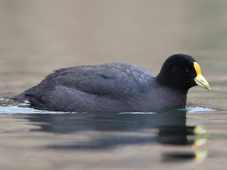  - White-winged Coot