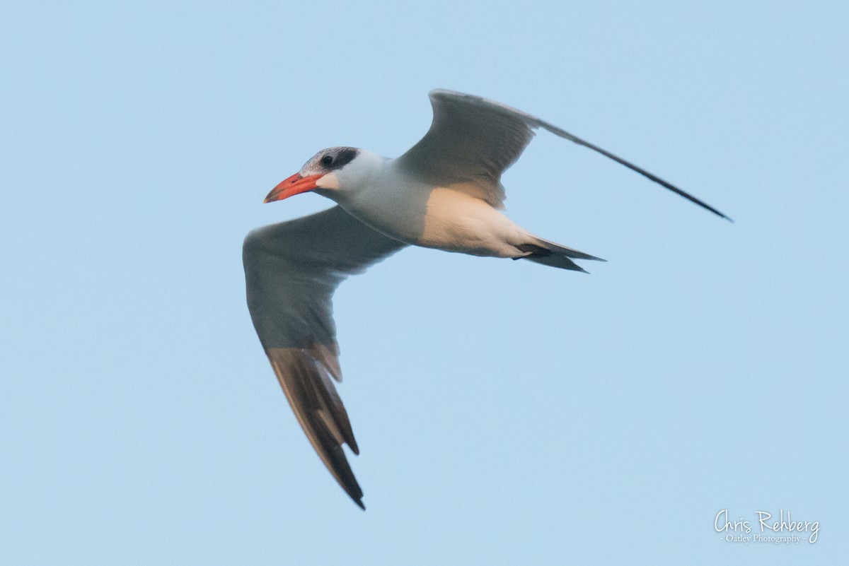 Caspian Tern - Chris Rehberg  | Sydney Birding