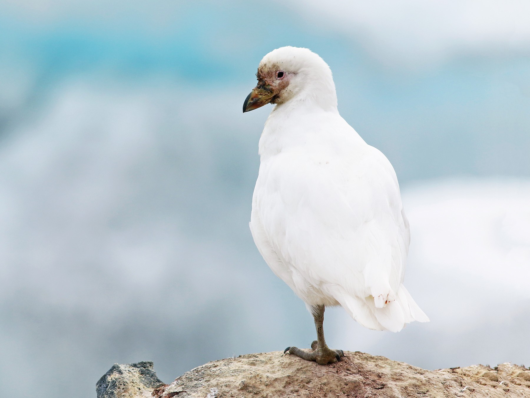 Snowy Sheathbill - Andrew Spencer