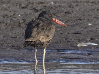  - Blackish Oystercatcher