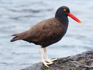  - Blackish Oystercatcher