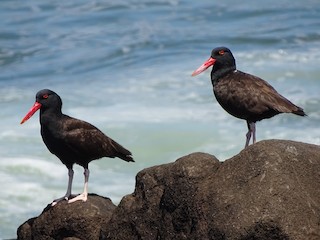  - Blackish Oystercatcher
