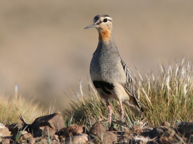  - Tawny-throated Dotterel - 