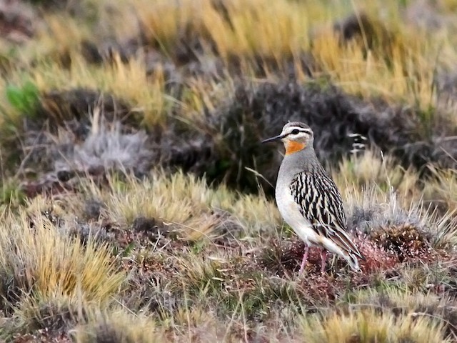  - Tawny-throated Dotterel - 