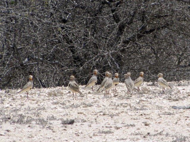  - Tawny-throated Dotterel - 