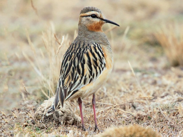  - Tawny-throated Dotterel - 