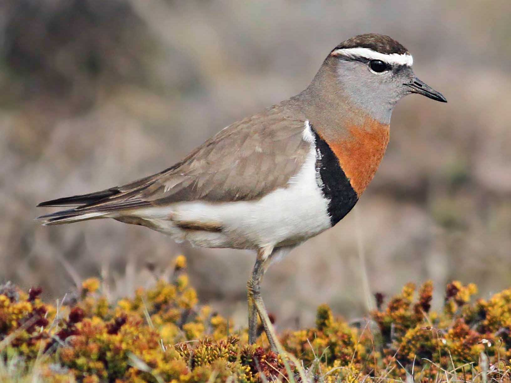 Rufous-chested Dotterel - Luke Seitz