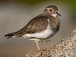 นกเต็มวัยชุดขนนอกฤดูผสมพันธุ์ - Vicente Pantoja Maggi - ML115455841