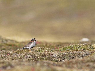  - Diademed Sandpiper-Plover