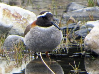  - Diademed Sandpiper-Plover