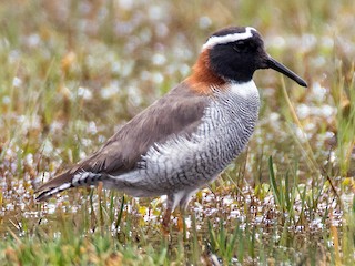  - Diademed Sandpiper-Plover