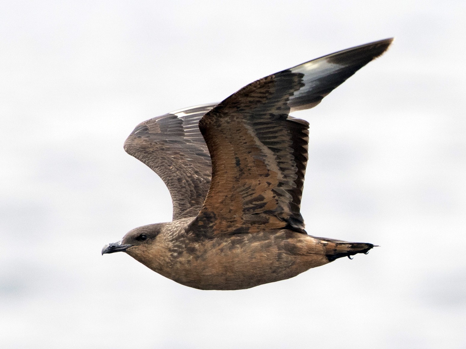 Chilean Skua - Brian Sullivan