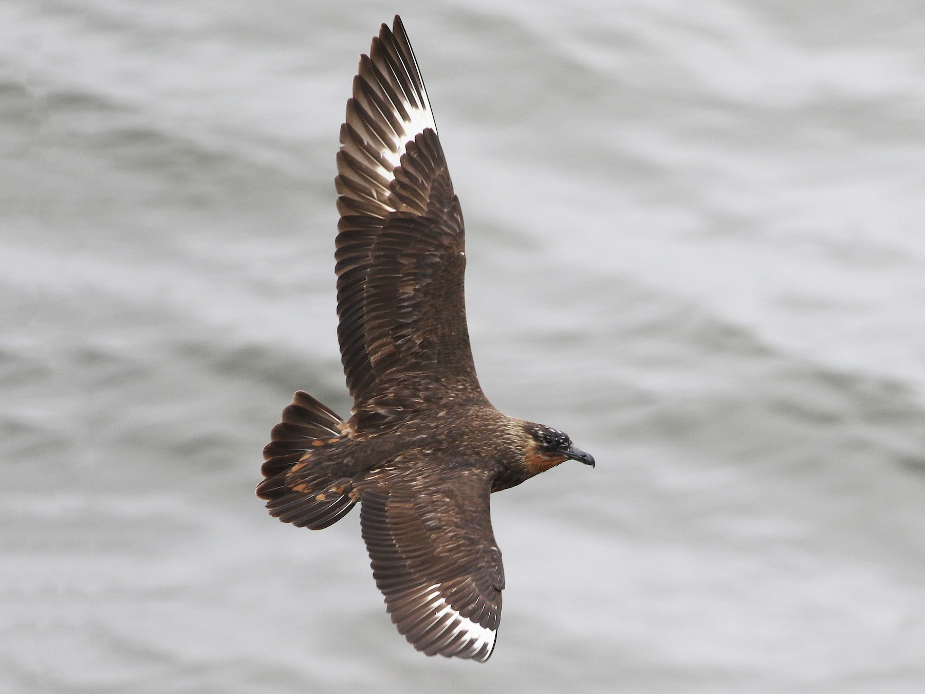 Chilean Skua - Patrick MONNEY