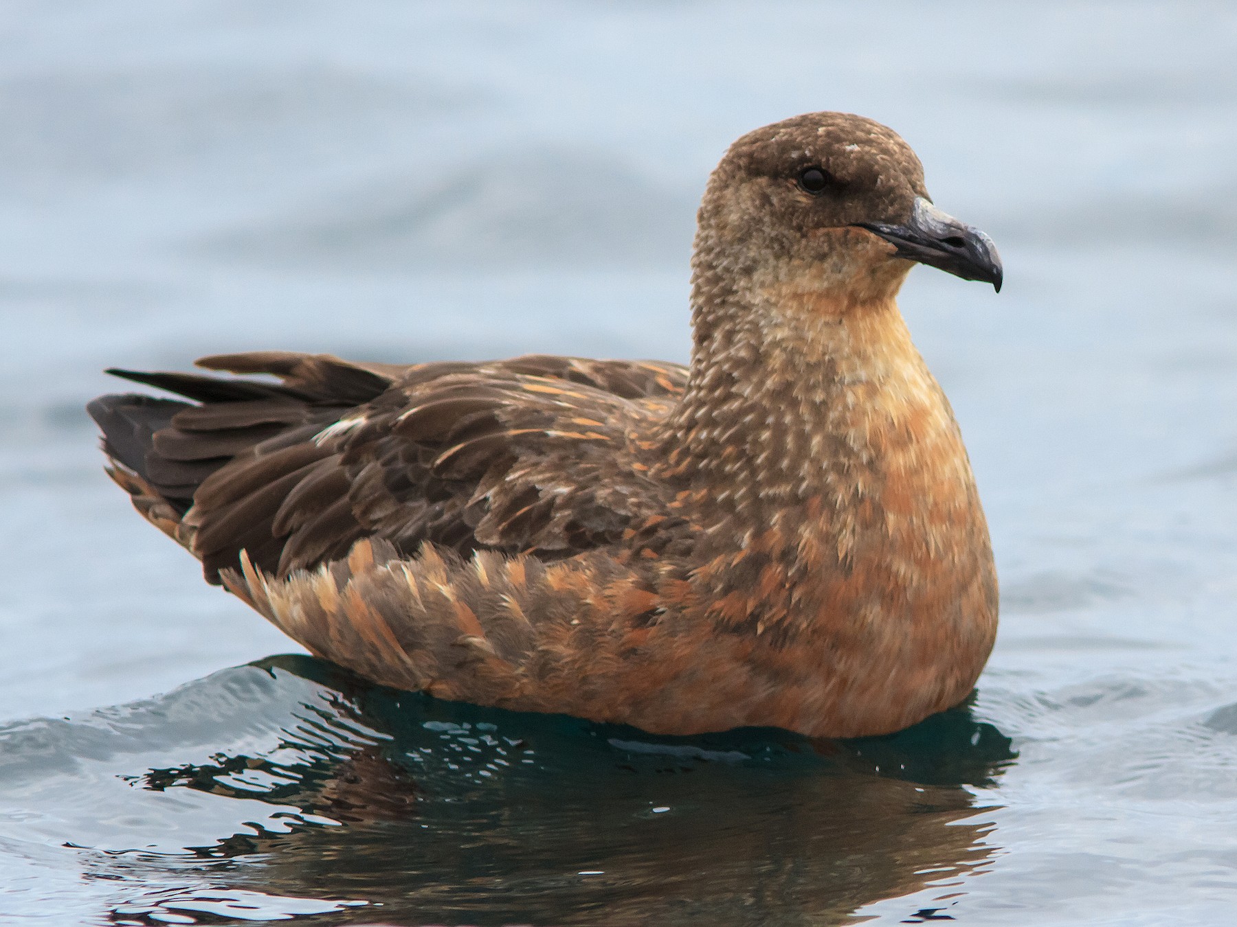 Chilean Skua - Eric Kershner