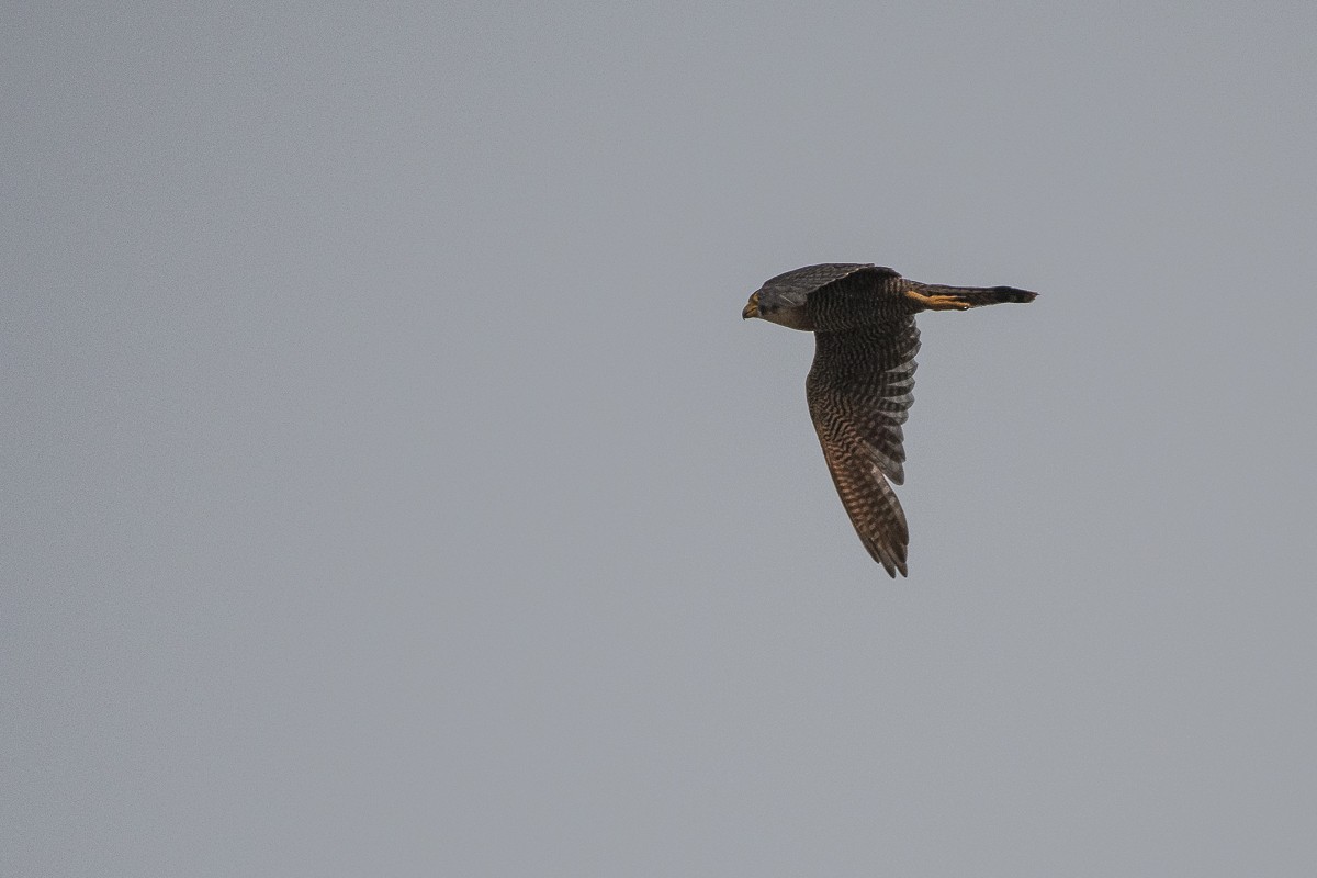 Red-necked Falcon - ML115457291