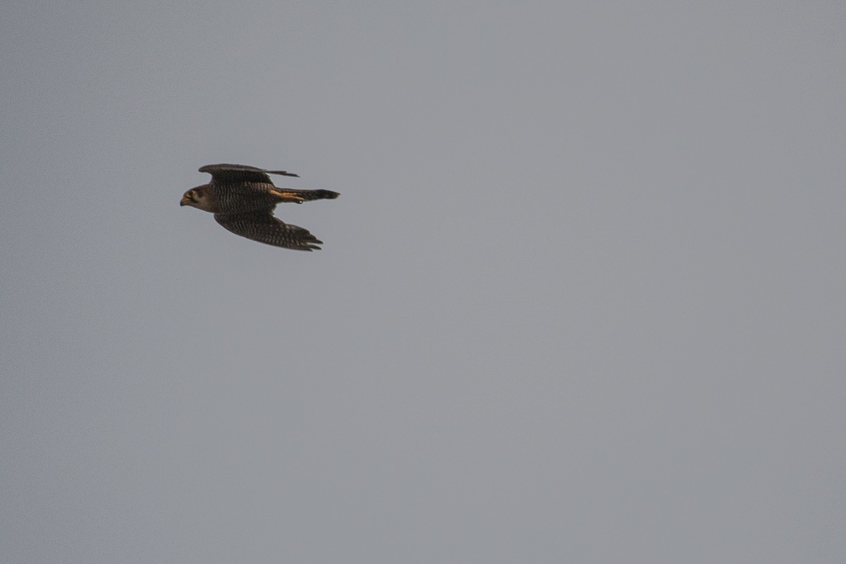 Red-necked Falcon - ML115457301