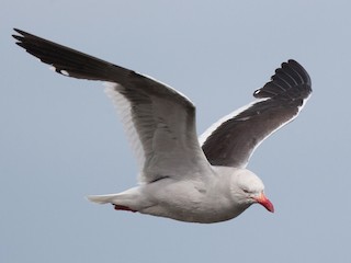  - Dolphin Gull