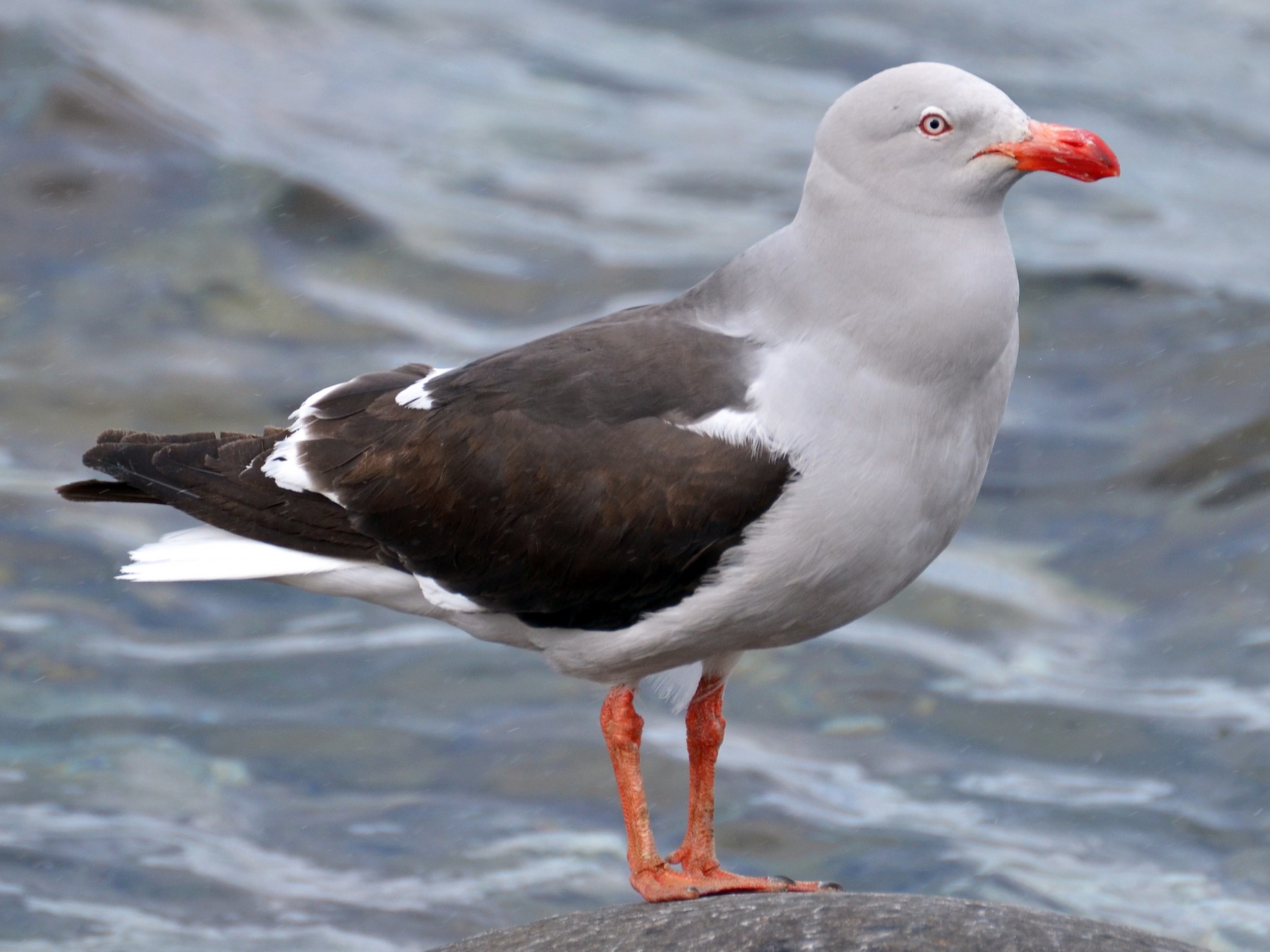 Dolphin Gull - eBird