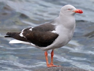  - Dolphin Gull
