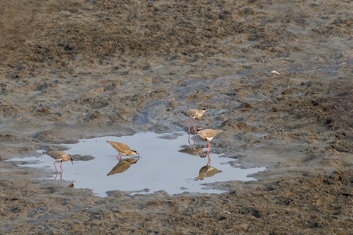 Crowned Lapwing - ML115457491