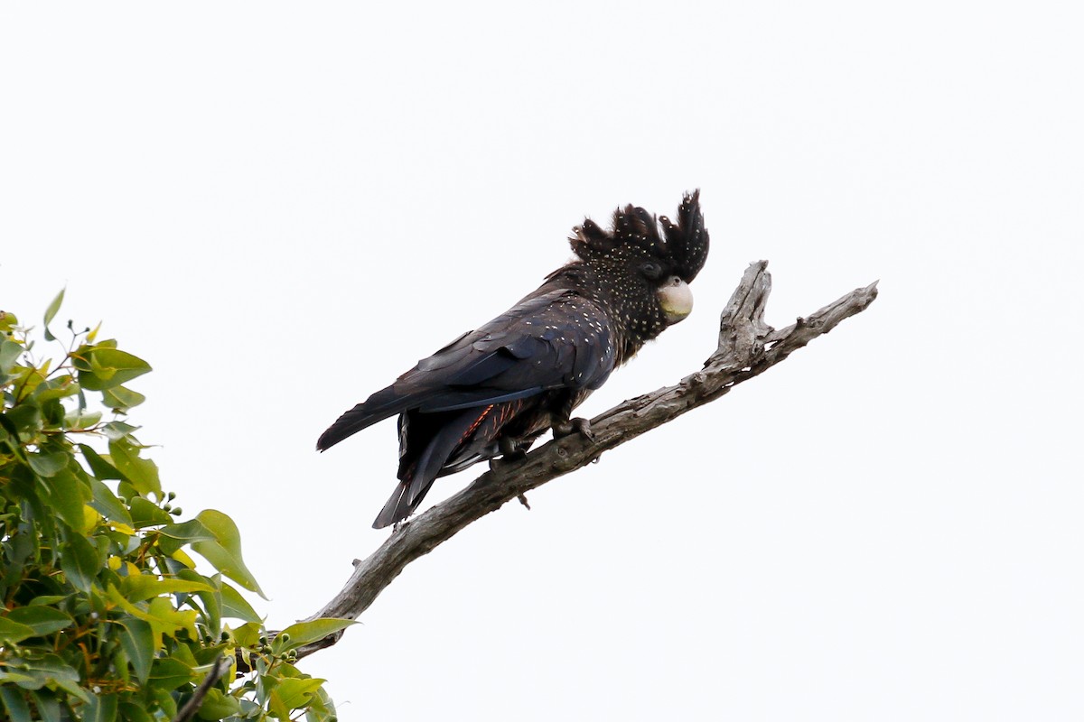 Red-tailed Black-Cockatoo - James Kennerley