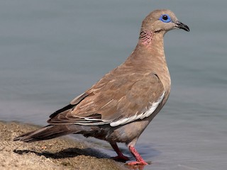  - West Peruvian Dove