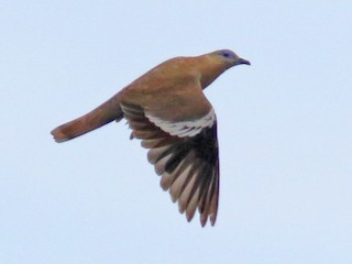  - West Peruvian Dove