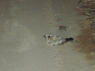  - Tschudi's Nightjar