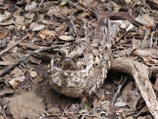  - Tschudi's Nightjar