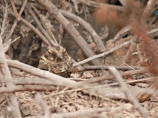  - Tschudi's Nightjar