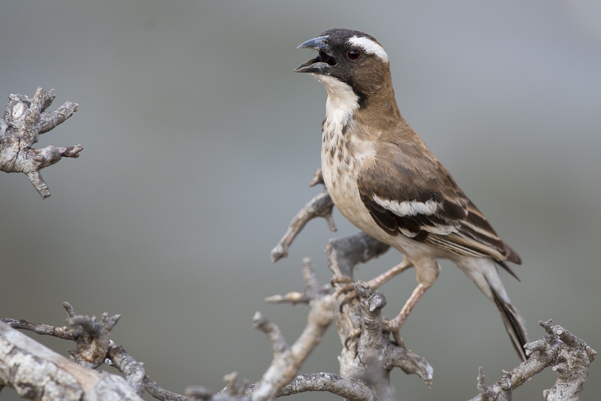 White-browed Sparrow-Weaver - ML115458381