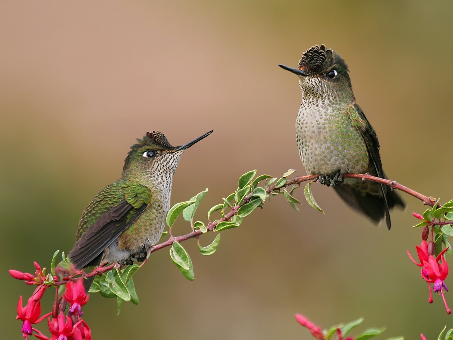 Green-backed Firecrown - Pio Marshall