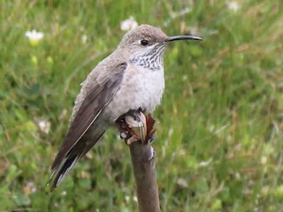  - White-sided Hillstar