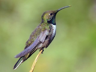  - White-sided Hillstar