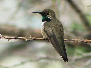  - White-sided Hillstar