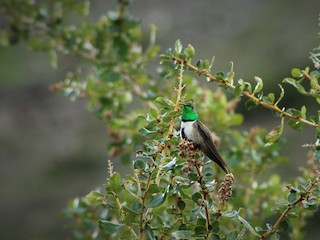  - White-sided Hillstar