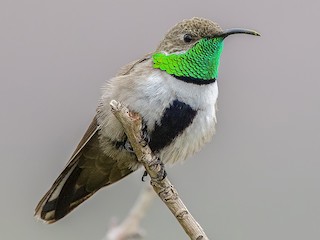  - White-sided Hillstar