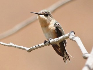 Female - ML115460761