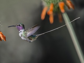 Adult male - ML115460791