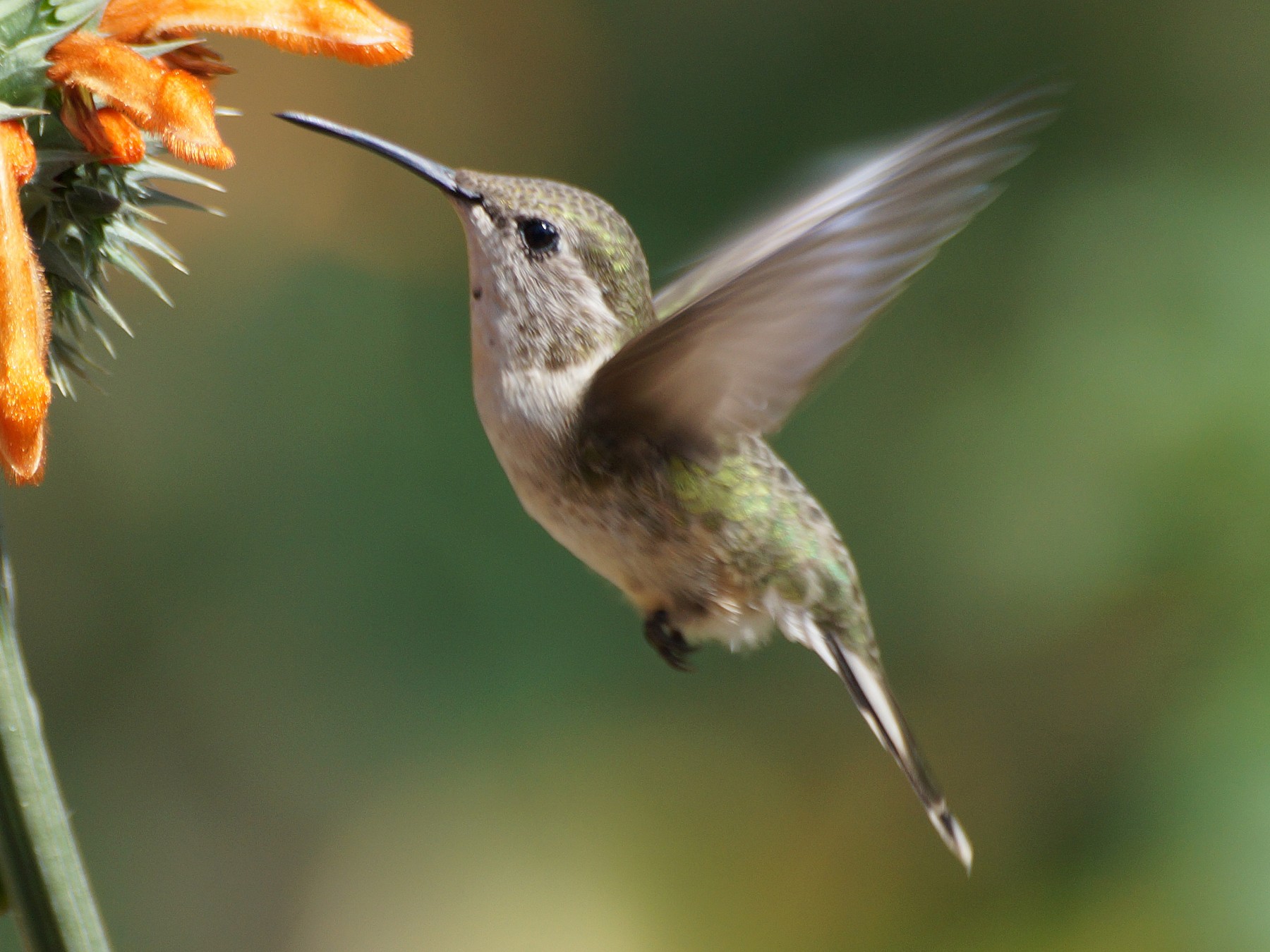 Peruvian Sheartail - Eduardo Quintanilla