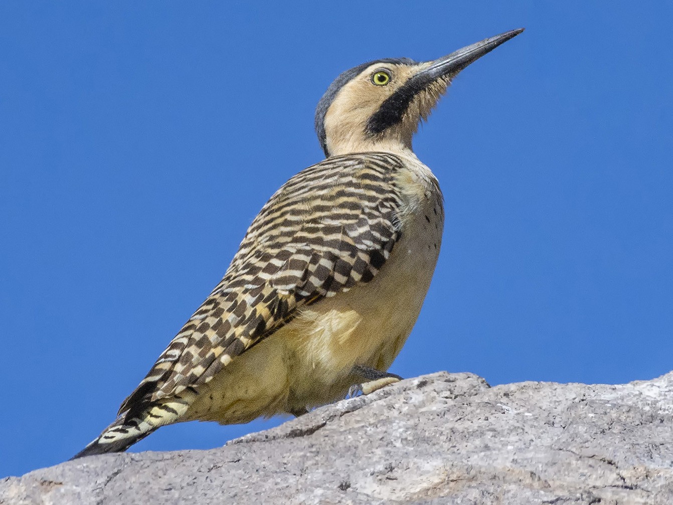 アンデスアレチゲラ Ebird