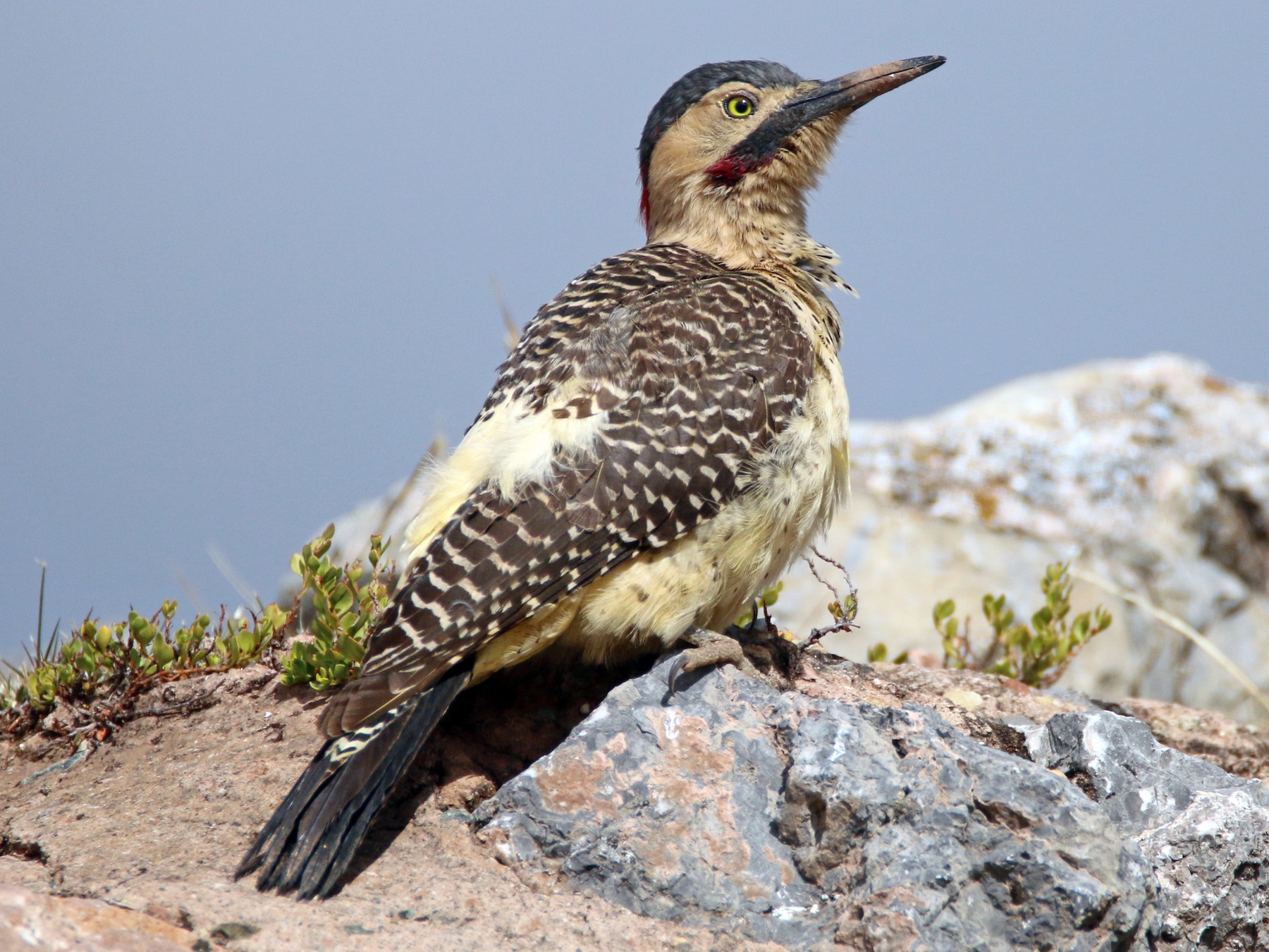 Andean Flicker - Ken Oeser