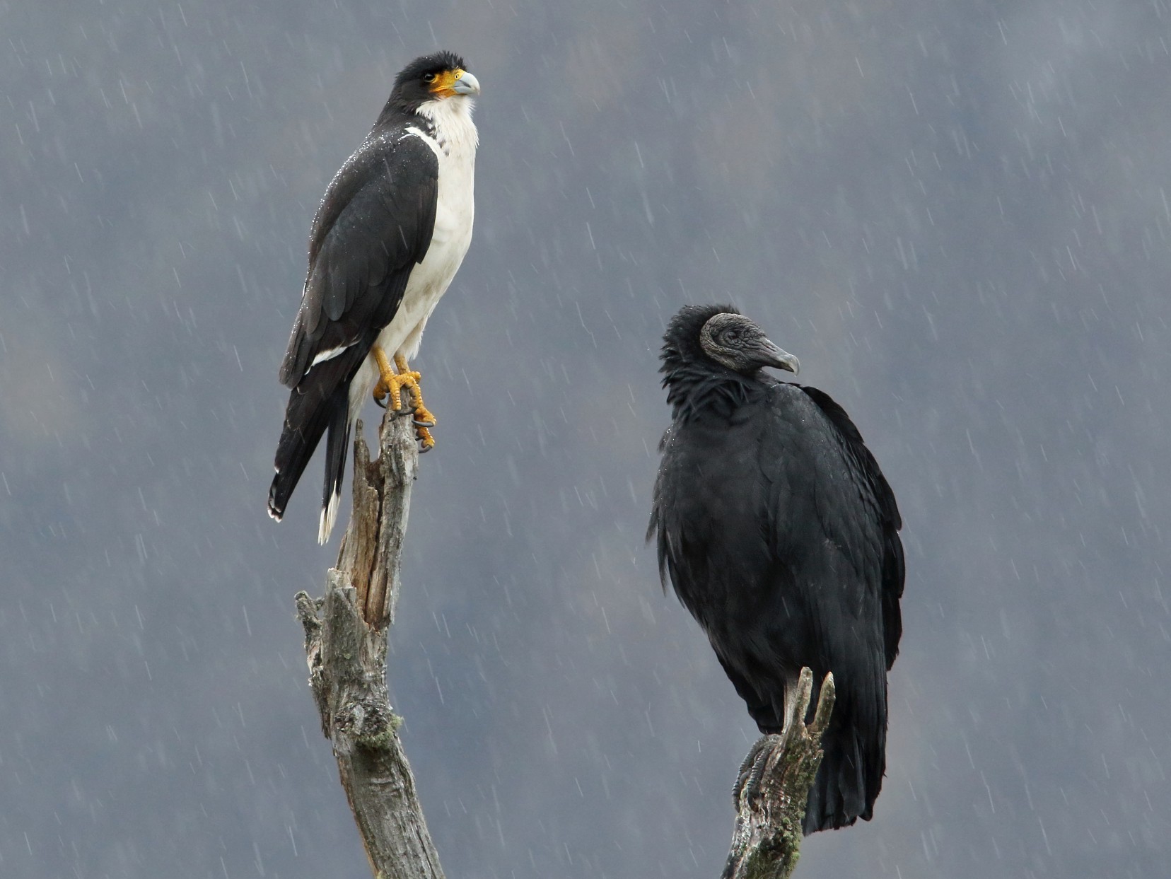 White-throated Caracara - Martjan Lammertink