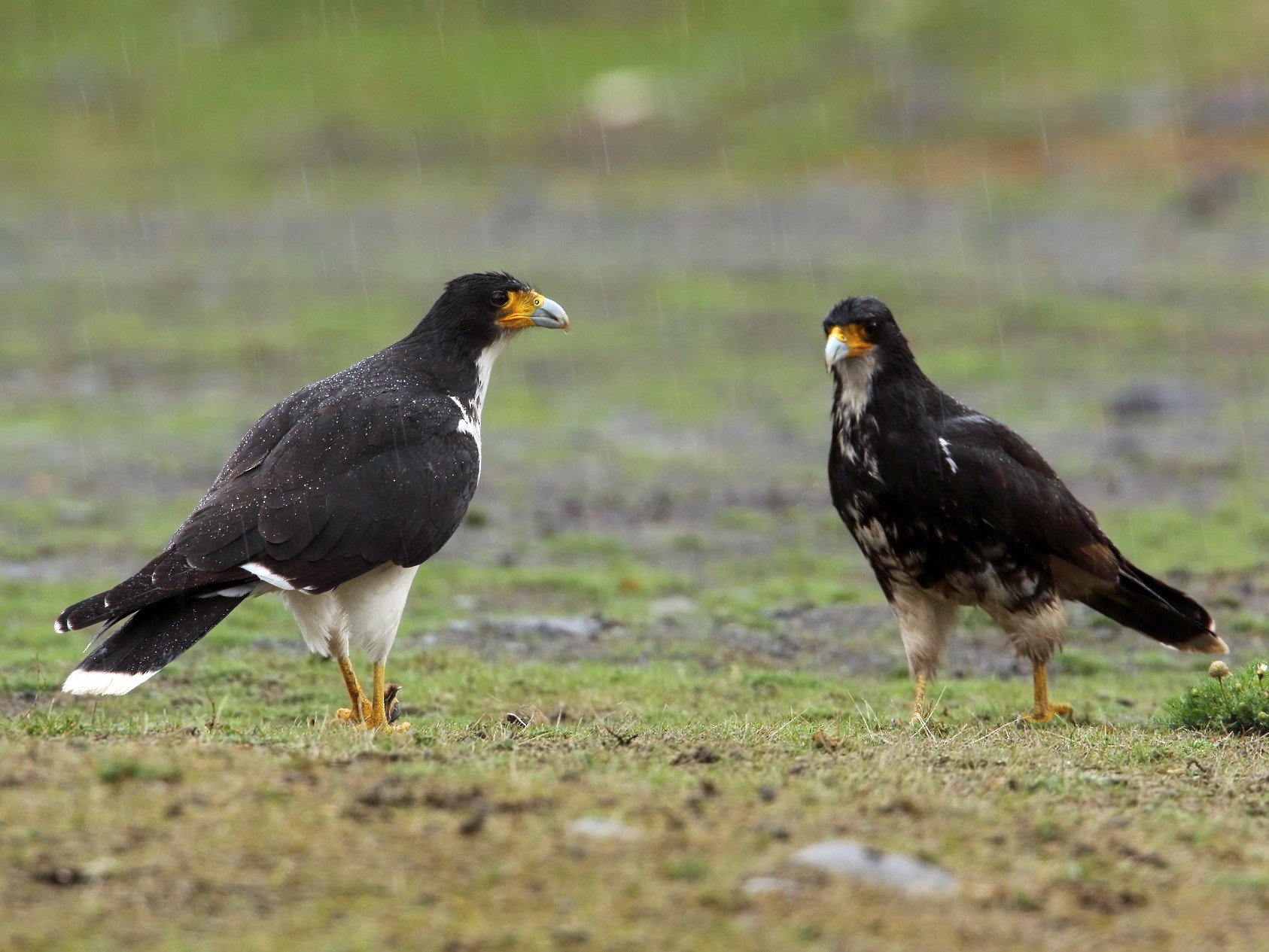 White-throated Caracara - Martjan Lammertink