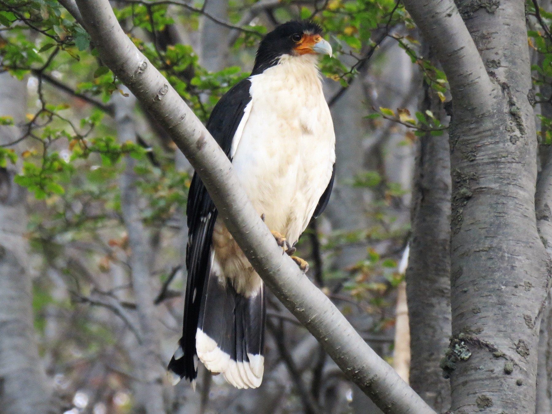 White-throated Caracara - Christopher Di Corrado