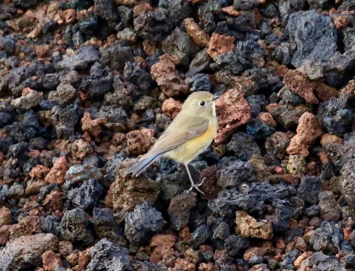 Red-flanked Bluetail - ML115465631